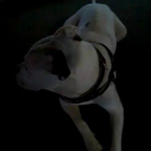 Meet your Posher, Loki